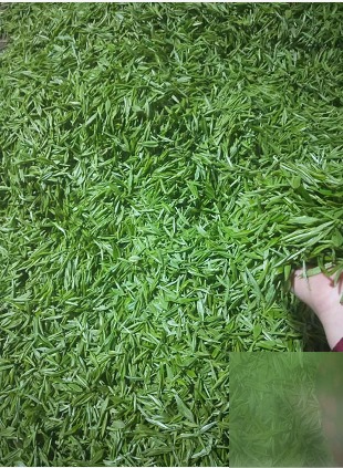 diaoshanghai_11807_a3b68c1c3236.png