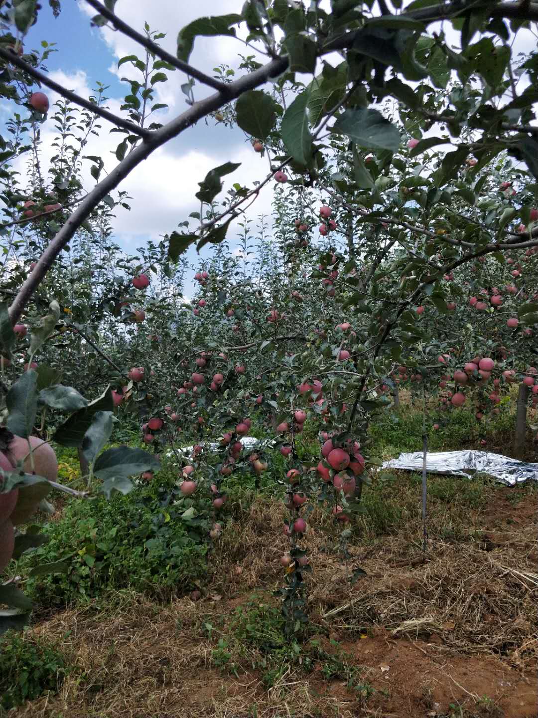 【帮扶】云南昭通房家人的丑苹果，是你吃过最好吃的苹果：海外房氏纪闻.jpg