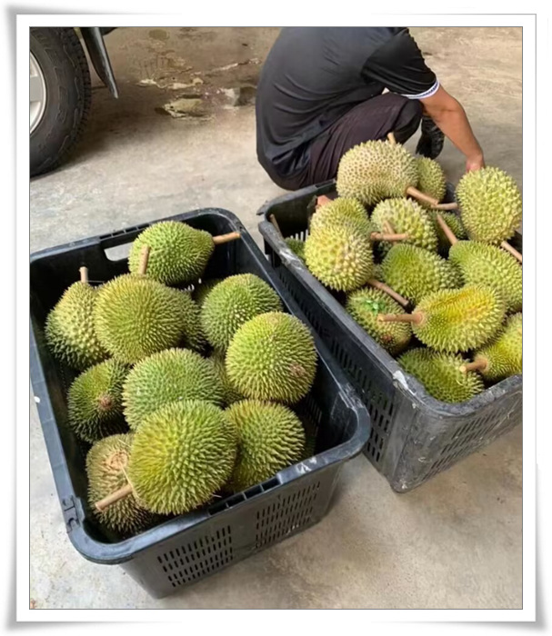 拜访榴莲王子娘兴宗亲：房氏人物纪略.jpg