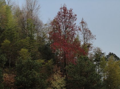 cns_kang_7c5a4fcb86e902c84e_0.jpg