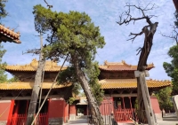 古树名木 | 亘古通今，龙凤呈祥——孔庙龙凤柏（胜迹史料）.jpg
