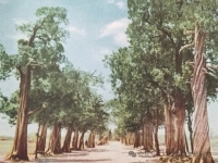 文化资料：二十世纪五十年代的陋巷井 我家住在曲阜城，紧靠着颜庙陋巷井， 孩提时代不断到颜庙里去（文化资料）.jpg