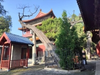 古树名木 | 亘古通今，龙凤呈祥——孔庙龙凤柏（胜迹史料）.jpg