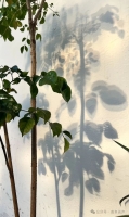 文化资料：枝叶是静的， 影子是活的。 光在墙上签到， 风一过就刷新。 最细的末梢， 投下最完整（文化资料）.jpg