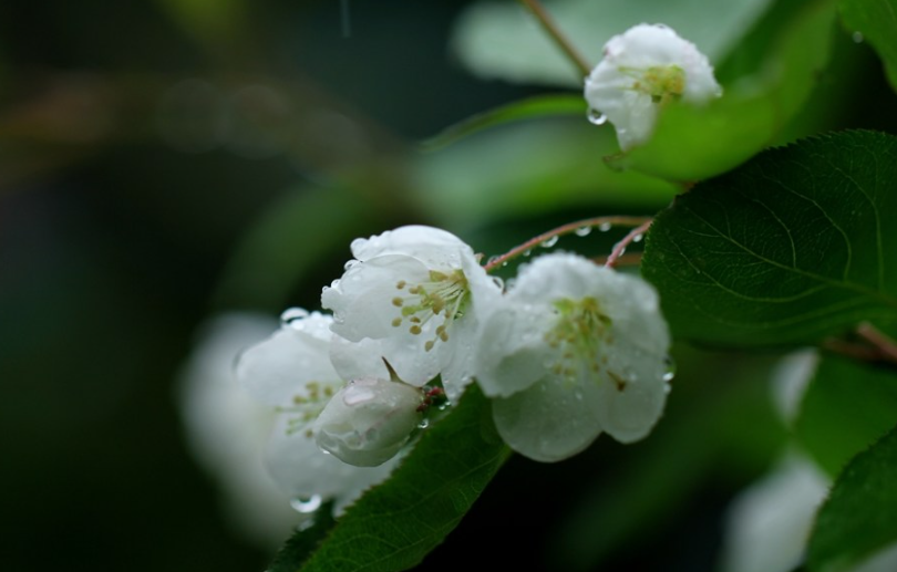 清明.缅怀 ： 平书宪专栏：清明雨（文献整理）.png