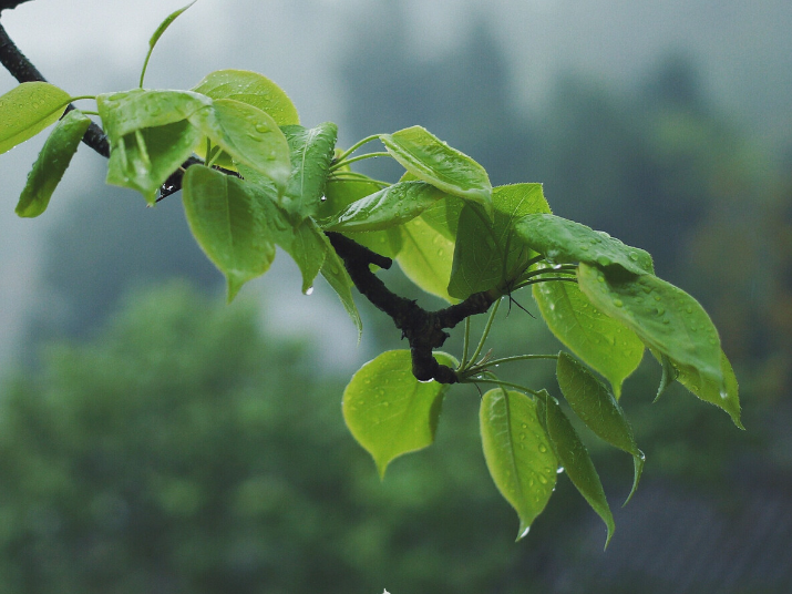 清明.缅怀 ： 平书宪专栏：清明雨（文献整理）.png