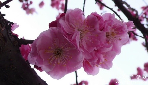 花岛