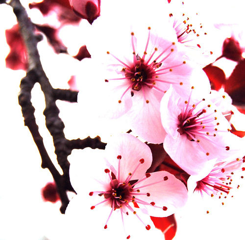 花岛
