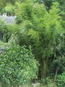 埭头村的翁卷纪念馆（宗族资料）.jpg
