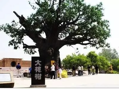 濮阳人真是从山西大槐树下迁来的么？（源流考略）.jpg
