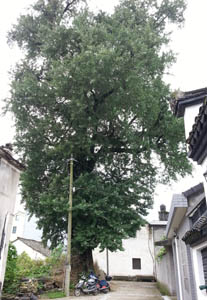 参加周解秋宗亲母亲百日纪念丁村纪行（文化辑录）.jpg