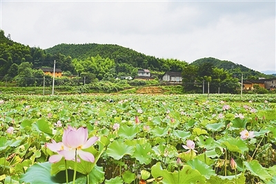 白莲飘香地 周氏后人乡（文化辑录）.jpg