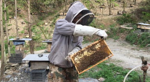 蜂农周正龙 | 华南虎风波12年后，64岁的他在深山教贫困户养蜂（人物史料）.jpg