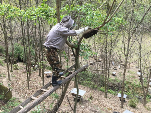 蜂农周正龙 | 华南虎风波12年后，64岁的他在深山教贫困户养蜂（人物史料）.jpg