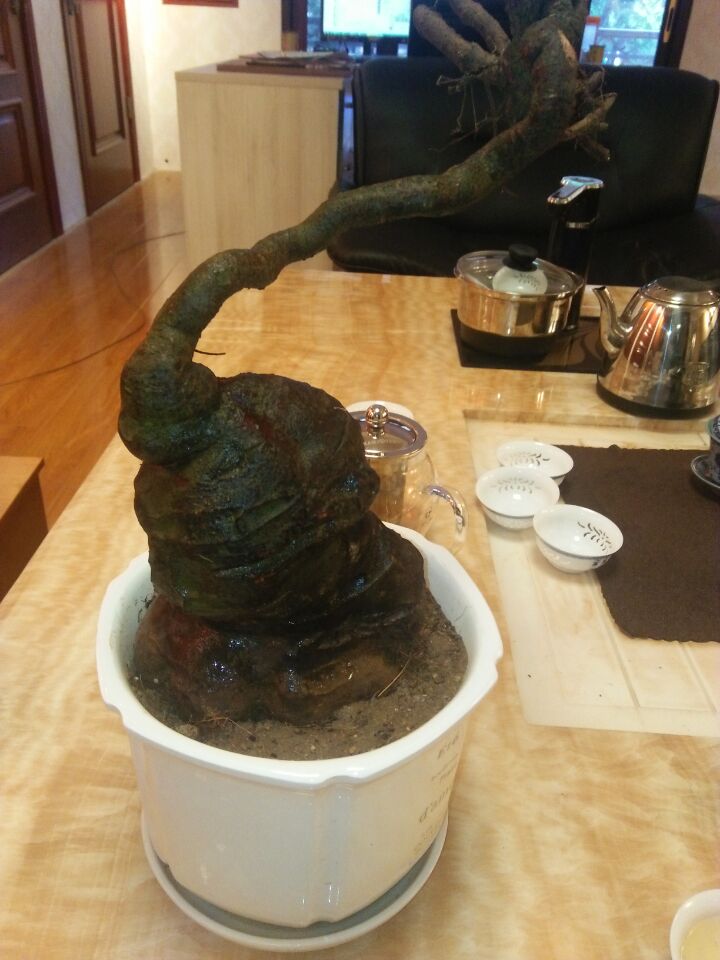 何首乌小盆景（文化史料）.jpg