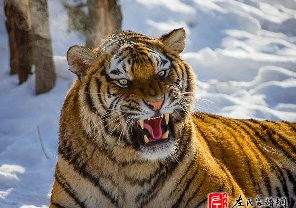 zuo_3d6ad1d5ef211a9ae95534.jpg